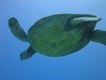 Hawaii Scuba divng 62