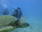 Hawaii Scuba divng 66