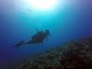 Hawaii Scuba divng 14