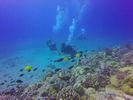 Hawaii Scuba divng 25