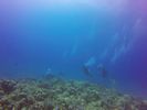 Hawaii Scuba divng 33