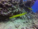 Hawaii Scuba divng 52