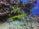 Hawaii Scuba divng 53