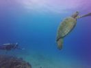 Hawaii Scuba divng 59