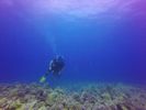 Hawaii Scuba divng 71