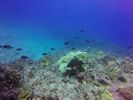 Hawaii Scuba divng 72