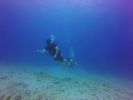 Hawaii Scuba divng 75