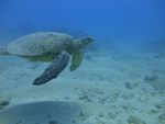 Hawaii Scuba divng 20