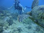 Hawaii Scuba divng 22