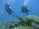 Hawaii Scuba divng 24