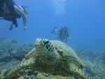 Hawaii Scuba divng 26