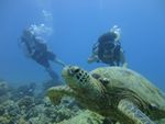 Hawaii Scuba divng 27