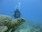 Hawaii Scuba divng 29