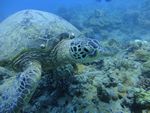 Hawaii Scuba divng 30