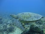 Hawaii Scuba divng 31