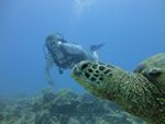 Hawaii Scuba divng 32