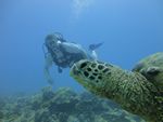 Hawaii Scuba divng 32