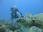 Hawaii Scuba divng 33