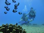 Hawaii Scuba divng 48