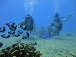 Hawaii Scuba divng 49