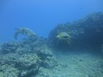 Hawaii Scuba divng 52