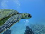 Hawaii Scuba divng 57