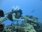 Hawaii Scuba divng 60