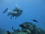 Hawaii Scuba divng 62