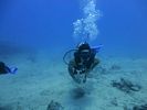 Hawaii Scuba divng 14