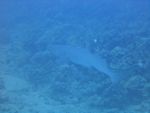 Hawaii Scuba divng 22