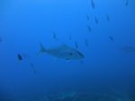 Hawaii Scuba divng 26