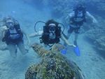 Hawaii Scuba divng 24