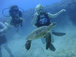 Hawaii Scuba divng 30