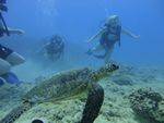 Hawaii Scuba divng 35