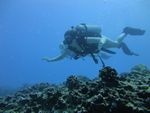 Hawaii Scuba divng 43