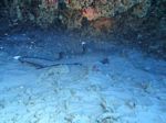 Hawaii Scuba divng 36