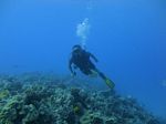 Hawaii Scuba divng 49