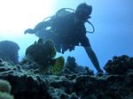 Hawaii Scuba divng 59