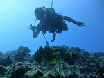 Hawaii Scuba divng 60