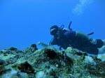 Hawaii Scuba divng 64