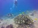 Hawaii Scuba divng 11