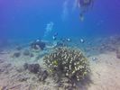 Hawaii Scuba divng 12