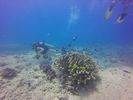 Hawaii Scuba divng 13