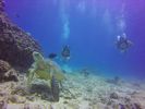 Hawaii Scuba divng 47