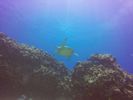 Hawaii Scuba divng 48