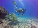 Hawaii Scuba divng 51