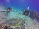 Hawaii Scuba divng 54