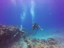 Hawaii Scuba divng 67