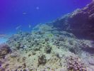 Hawaii Scuba divng 69