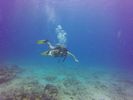 Hawaii Scuba divng 72